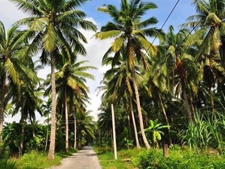 Provincia de Ben Tre, tierra de los cocoteros. (Fotografía: VNA)