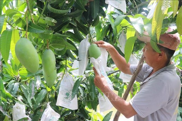 Cosecha de mango en la ciudad de Cao Lanh, provincia de Dong Thap. (Fotografía: VNA)