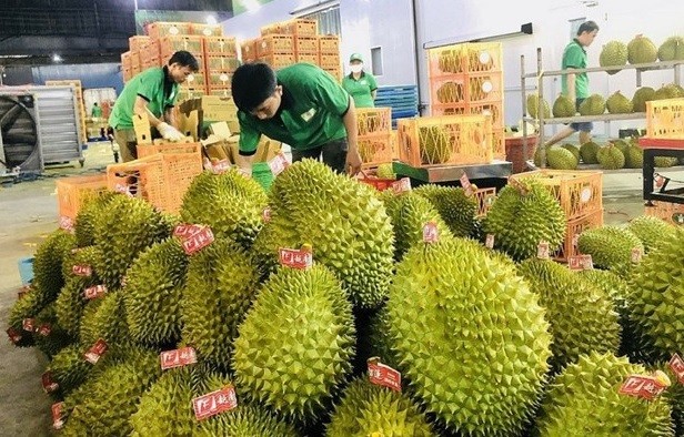 Exportación de durián a China. (Fotografía: VNA)
