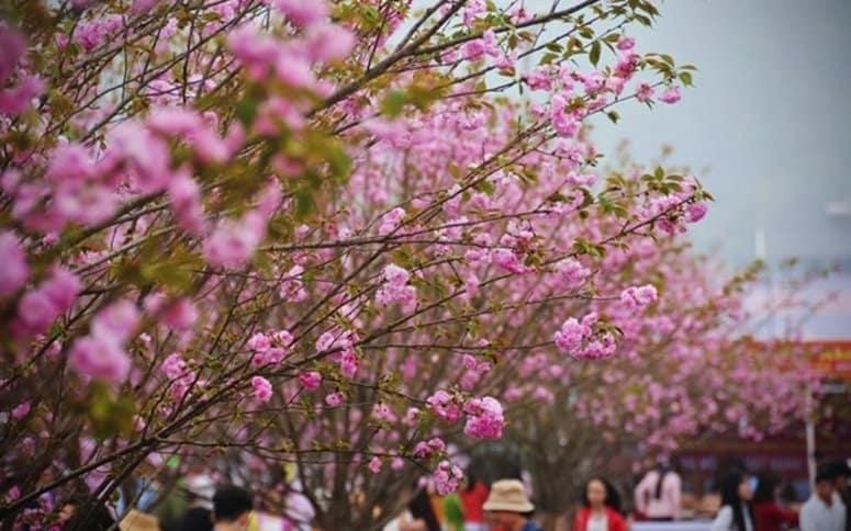 Lang Son organizará Festival de la Flor del Durazno en saludo al Tet 2023 |  Nhan Dan en línea en español