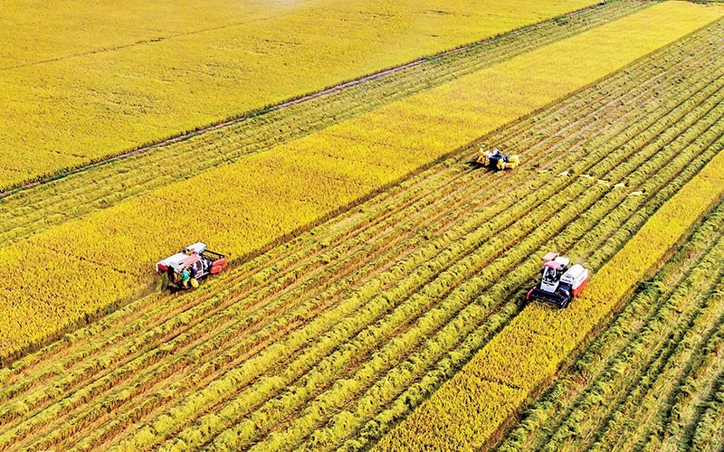 Vietnam reafirma su capacidad de producir arroz de alta calidad. (Fotografía: Le Hoang Thai)