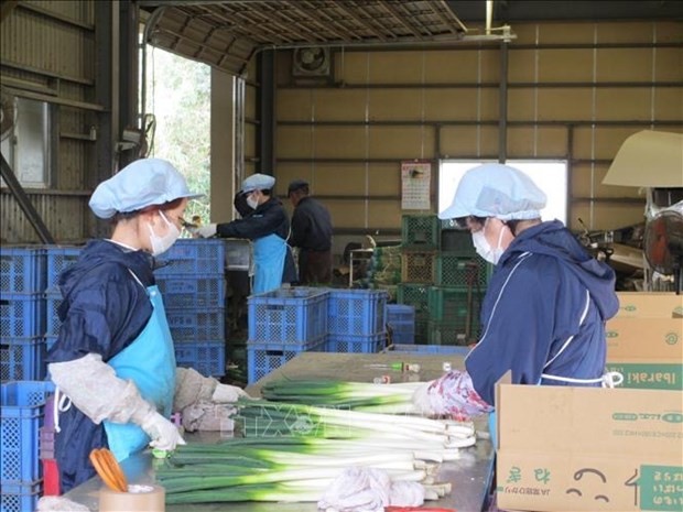 Empleadores vietnamitas trabajan en la empresa Carry System, en la prefectura japonesa de Ibaraki (Fotografía: VNA)