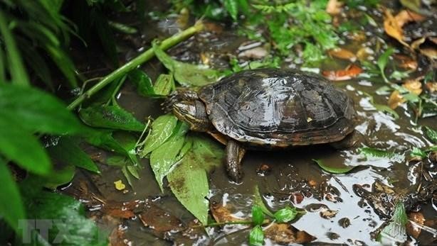 Lanzan una guía para identificar tortugas terrestres y de agua dulce en Vietnam Medio ambiente