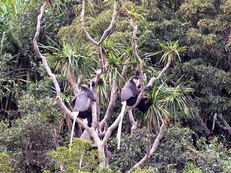 El mono vestido de patas negras, una especie rara de primate que vive en la Reserva de la Biosfera de Nui Chua, debe ser protegido. (Fotografía: VNA)
