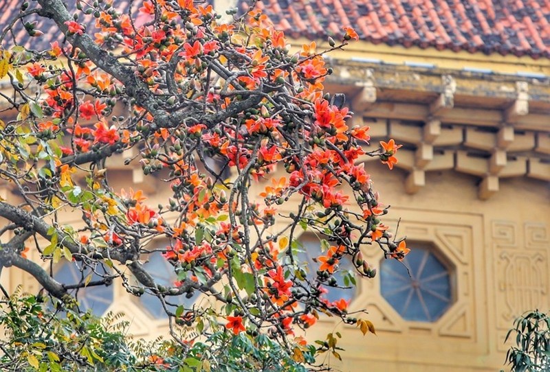 Las ramas de las flores de la ceiba común contribuyen a realzar los rasgos antiguos del Museo de Historia de Vietnam (Foto: VNA)