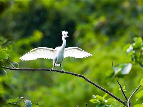 La reserva natural del humedal de Van Long, en el distrito de Gia Vien, acoge una amplia diversidad de aves (Foto: VNA)