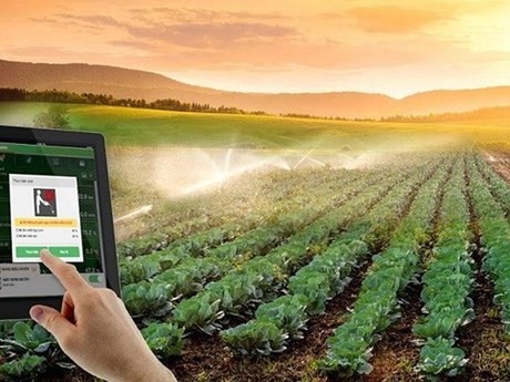 Vietnam promueve aplicación de tecnología para agricultura sostenible (Fuente: nongnghiep.vn)