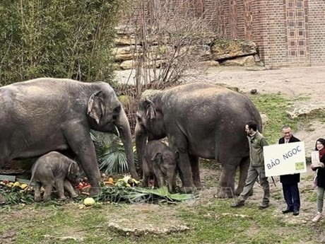 El 2 de febrero se llevó a cabo una ceremonia para nombrar al elefante recién nacido y se eligió el nombre “Bao Ngoc”. (Foto: VNA)