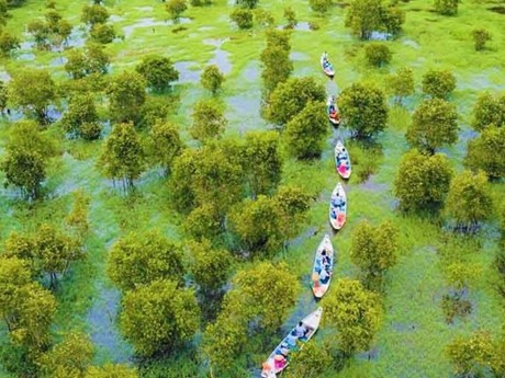 El bosque de cajeput de Tra Su (Fuente: dulichvietnam.com.vn)
