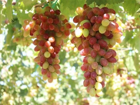 La variedad de uva NH01-152 (Foto: VNA)