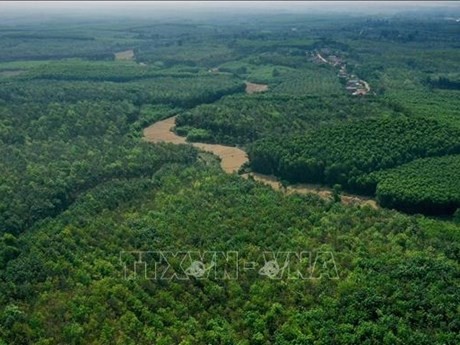Bosques en el distrito Gio Linh, provincia vietnamita de Quang Tri (Fuente: VNA)