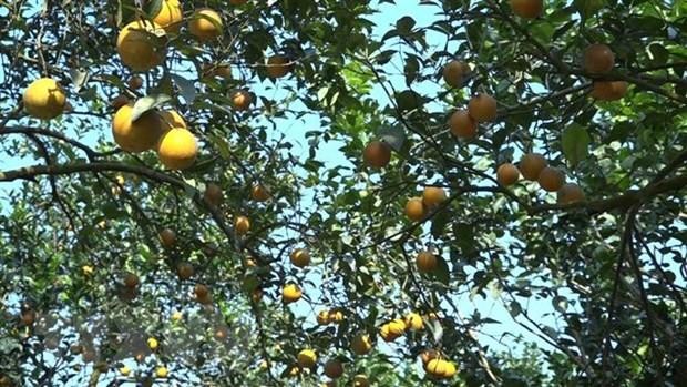 Huertos de naranjos se plantan con estándares de producción limpios y seguros de VietGap. (Fotografía: VNA)
