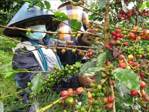El cultivo de café en Vietnam. (Fotografía: VNA)