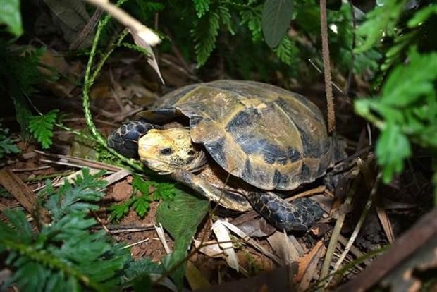 Descubren variedades raras de tortugas en una Reserva Natural de Vietnam. (Fotografía: VNA)