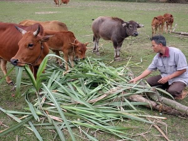 Ayuda de ONGs extranjeras contribuye a reducir la pobreza en Vietnam.(Fotografía: VNA)