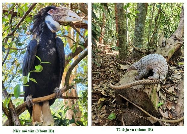 Animales liberados al bosque natural. (Fotografía: Parque Nacional de Bu Gia Map)