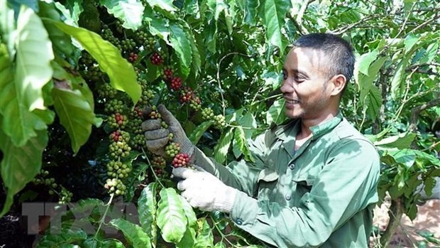El café vietnamita es recibido por consumidores africanos. (Fotografía: VNA)
