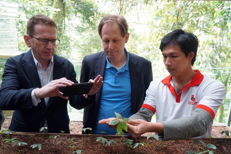 Expertos extranjeros en un jardín de ginseng en Quang Nam. (Fotografía: VNA)