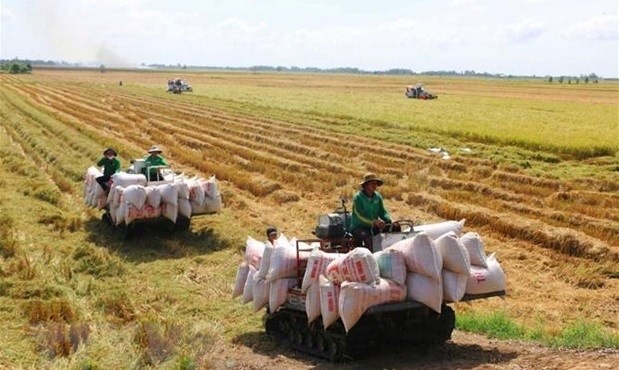 Cosechan el arroz en campo. (Fotografía: VNA)