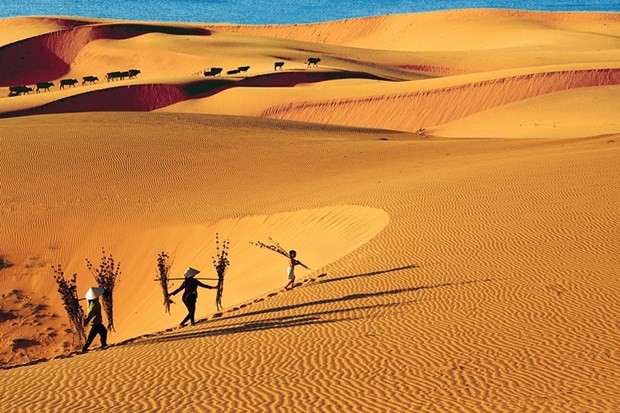 Dunas de arena dorada de Mui Ne. (Fotografía: baobinhthuan.com.vn)