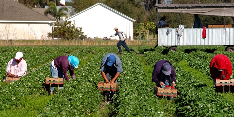 El sector agrícola de Canadá enfrenta una posible falta de mano de obra. (Fotografía: CROPTRACKER)