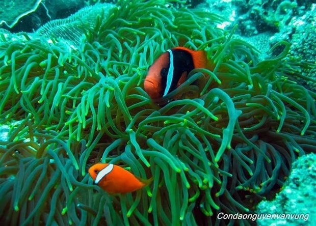 Arrecife de coral en el Parque Nacional de Con Dao. (Fotografía: VNA)