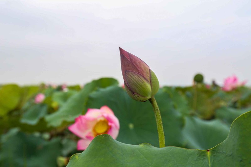Pantano más grande de loto en provincia vietnamita en temporada de cosecha