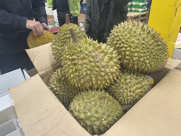 Reino Unido, mercado potencial para exportación del durián vietnamita. (Fotografía: VNA)
