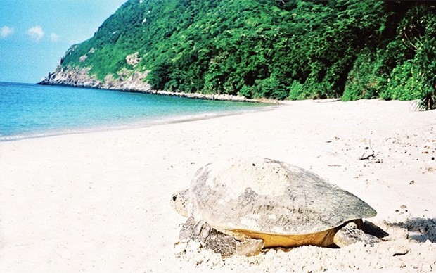 Una tortuga marina en Con Dao. (Fotografía: Parque Nacional de Con Dao)