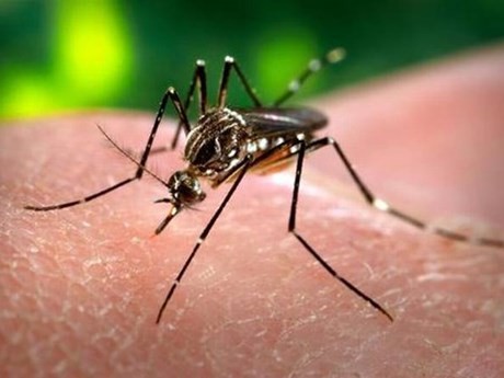 Casos de dengue en Laos registran aumento fuerte