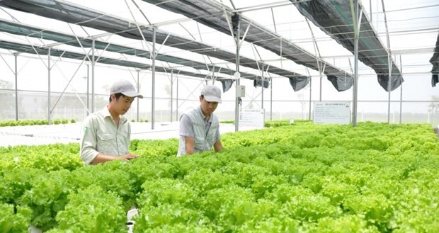 La agricultura vietnamita está innovando y reemplazando gradualmente los métodos de producción tradicionales. (Fotografía: nongnghiep.vn)