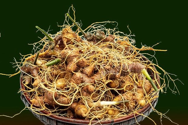 El ginseng de Ngoc Linh. (Fotografía: Compañía de Ginseng Ngoc Linh Kon Tum)