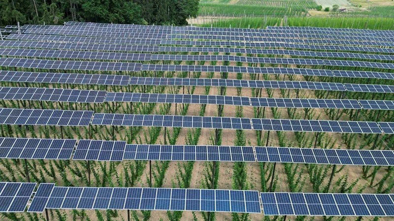 Baterías solares instaladas en una plantación en Alemania. (Fotografía: REUTERS)