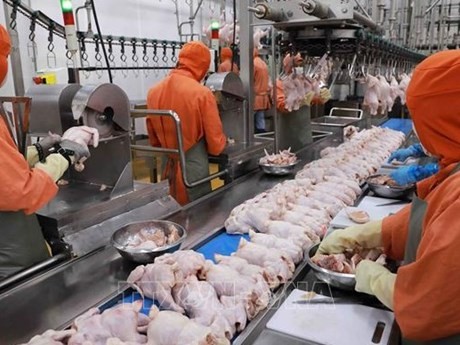 Línea de procesamiento de pollo en una fábrica en el parque industrial de Phu Nghia, en el distrito de Chuong My, Hanói. (Fotografía: VNA)