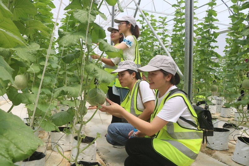 Representantes de las agencias de viajes en Bac Ninh realizan un viaje de campo a la granja de Delco Farm, en el distrito de Thuan Thanh, destacada por su aplicación de la alta tecnología en la agricultura.