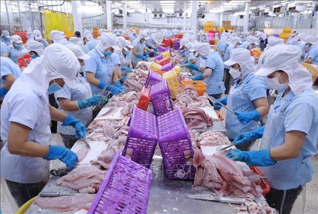 Procesamiento de pangasius para exportación en la compañía Navico Nam Viet (NAVICO) en la ciudad de Long Xuyen, provincia de An Giang. (Fotografía: VNA)