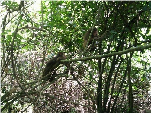 Monos en el Parque Nacional de Phong Nha-Ke Bang en la provincia central de Quang Binh. (Fotografía: VNA)