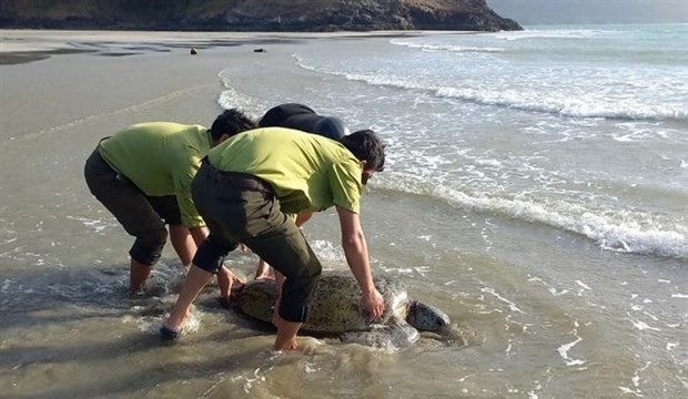 Guardabosques del Parque Nacional de Con Dao rescatan a la tortuga. (Fotografía: VNA)