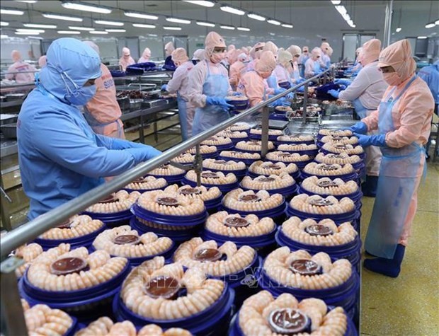 Procesamiento de camarones para exportación en la compañía de productos acúaticos Minh Phu. (Fotografía: VNA)