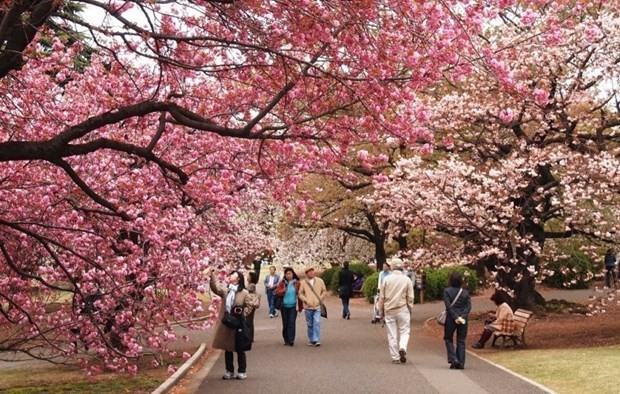 Turistas vietnamitas a Japón suman cifra récord. (Fotografía: VNA)