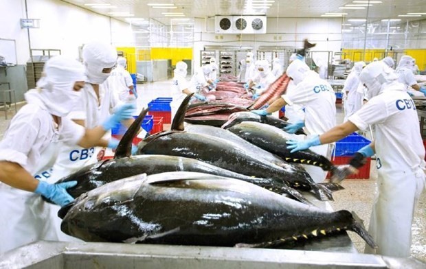 El procesamiento de atún para la exportación. (Fotografía: Vasep)