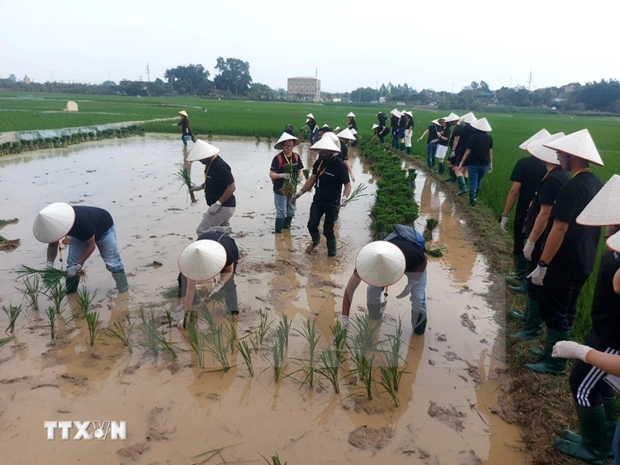 Visitantes internacionales están entusiasmados de experimentar las actividades de plantación de arroz en la antigua aldea de Duong Lam. (Fotografía: VNA)