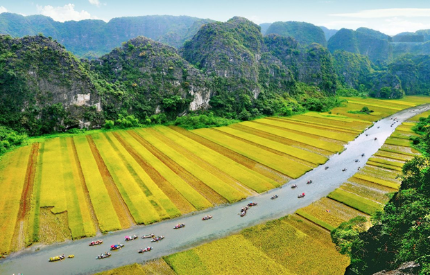 El campo de arroz en Tam Coc-Bich Dong. (Fotografía: TITC)