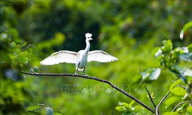 Vietnam es reconocido como uno de los países con la biodiversidad más rica del mundo. (Fotografía: VNA)