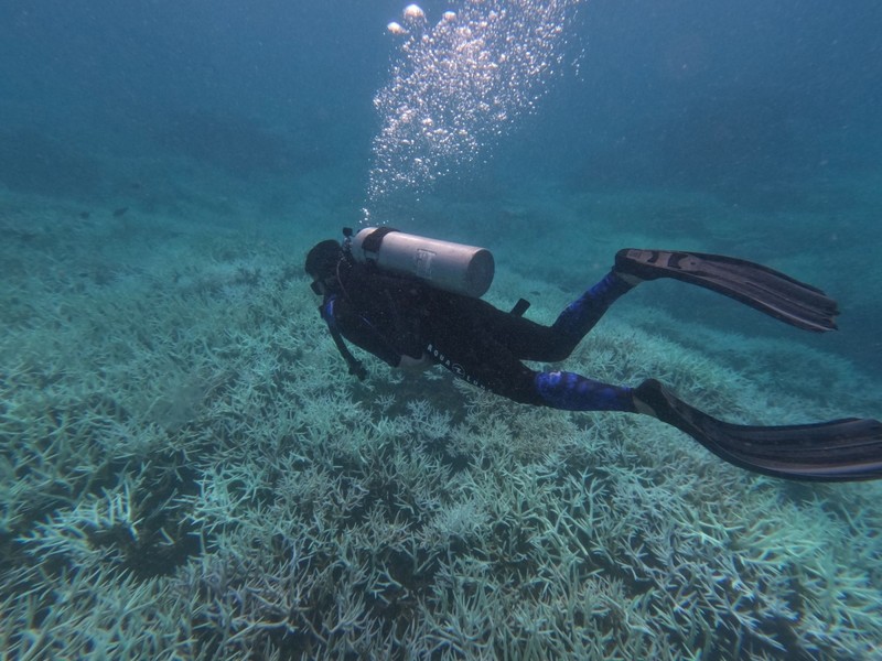 Las actividades de natación y buceo para contemplar corales en varias zonas del Parque Nacional de Con Dao se suspenderán temporalmente. (Fotografía: Parque Nacional de Con Dao)