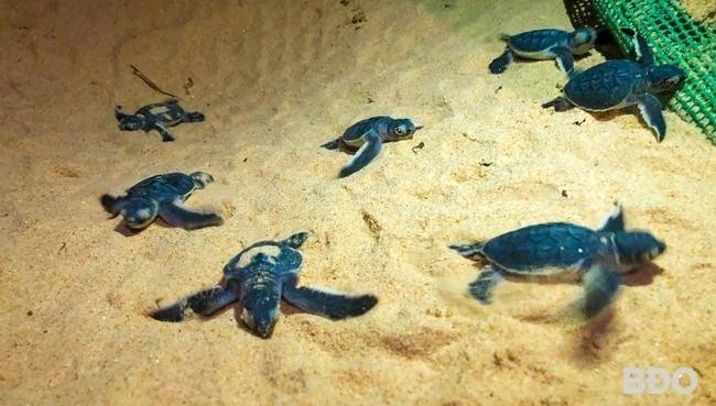 Las tortugas marinas se encuentran entre las especies en peligro de extinción que figuran en el Libro Rojo. (Fotografía: baobinhdinh.vn)