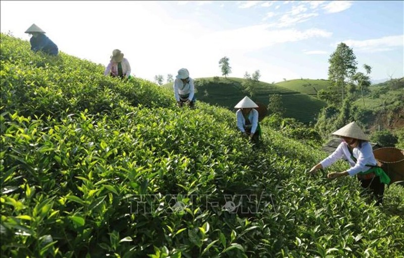 El distrito de Tan Son tiene la zona de cultivo de té más grande de la provincia de Phu Tho. (Fotografía: VNA)