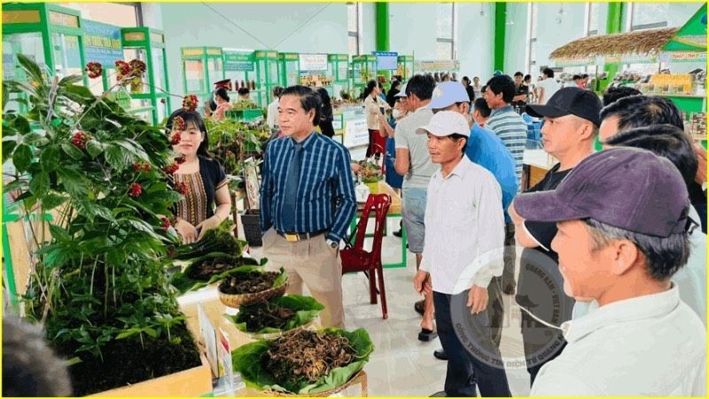 El mercado de ginseng Ngoc Linh se celebra mensualmente en el distrito de Nam Tra My, en la provincia de Quang Nam. (Fotografía: Nhan Dan)