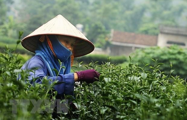 Cosecha de té. (Fotografía: VNA)