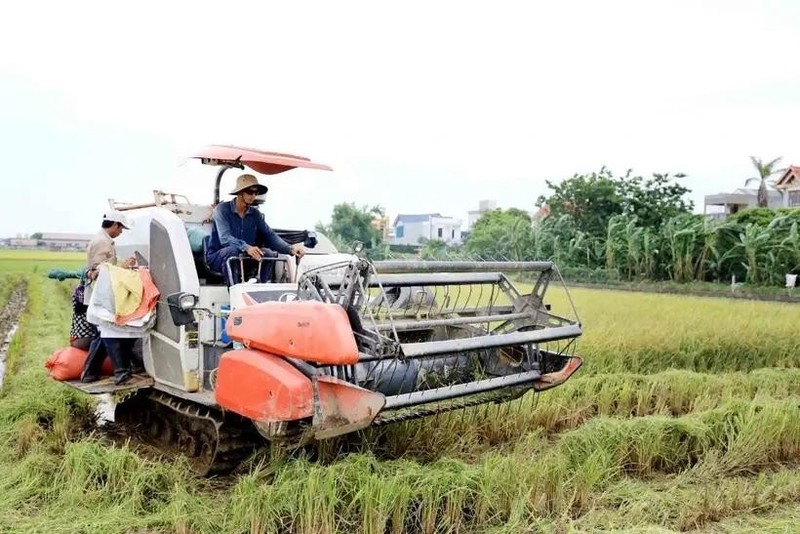 Cosecha de arroz en la norteña provincia vietnamita de Thai Binh. (Fotografía: VNA)